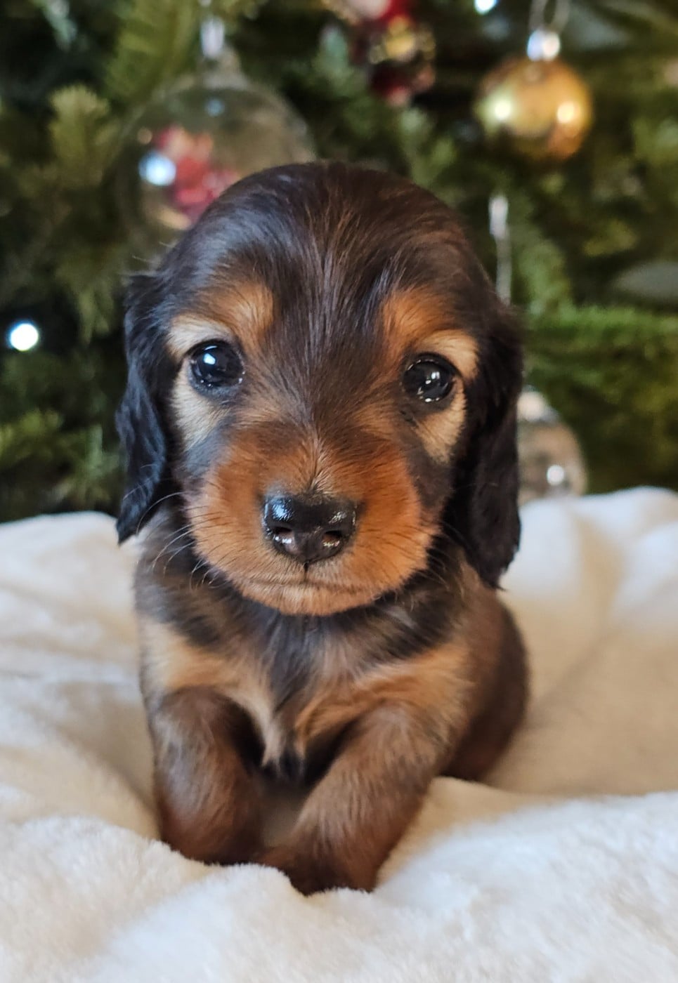 Teckel poil long - du Royaume de la Petite étoile