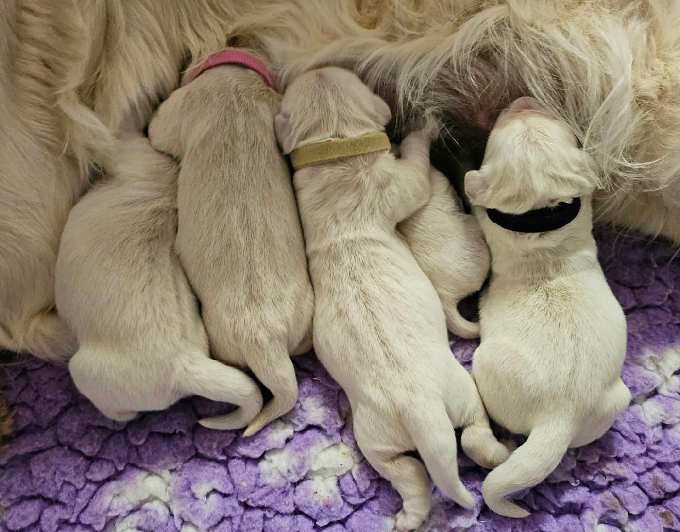 CHIOT 3 - Golden Retriever