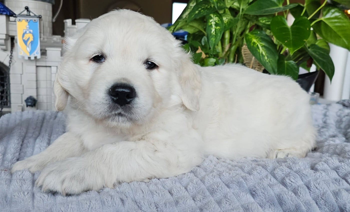 Golden Retriever - du Royaume de la Petite étoile