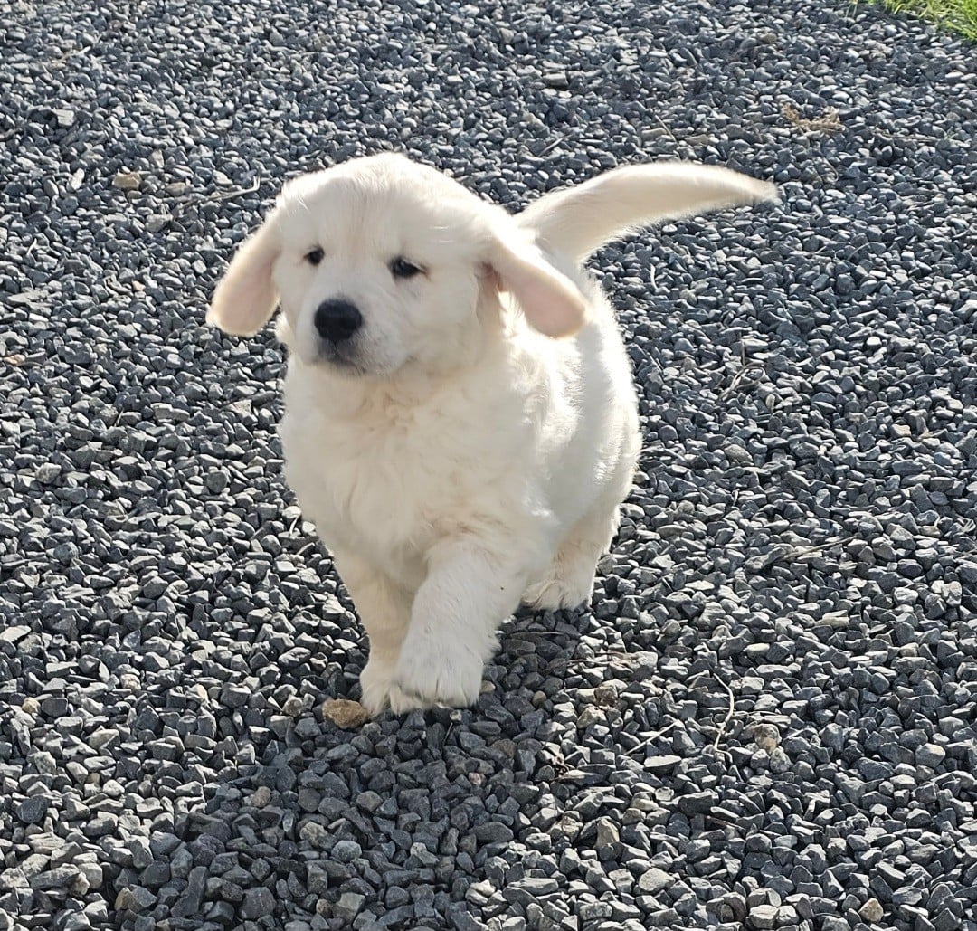 Golden Retriever - du Royaume de la Petite étoile