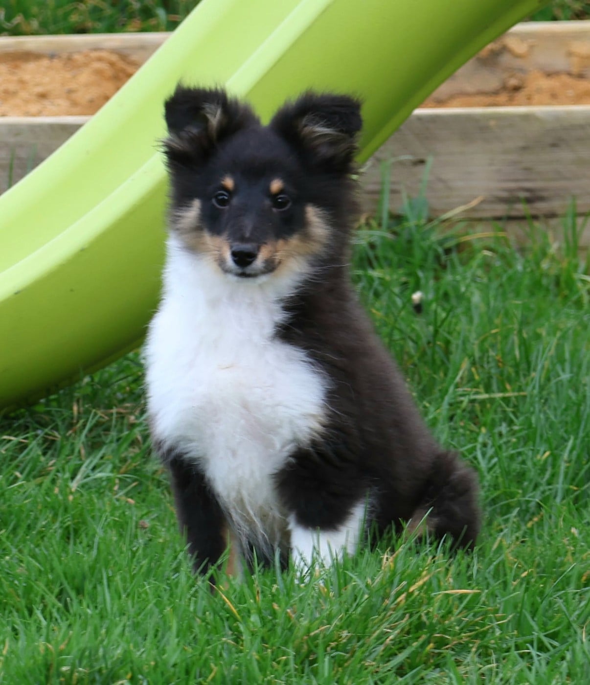 Shetland Sheepdog - du Royaume de la Petite étoile