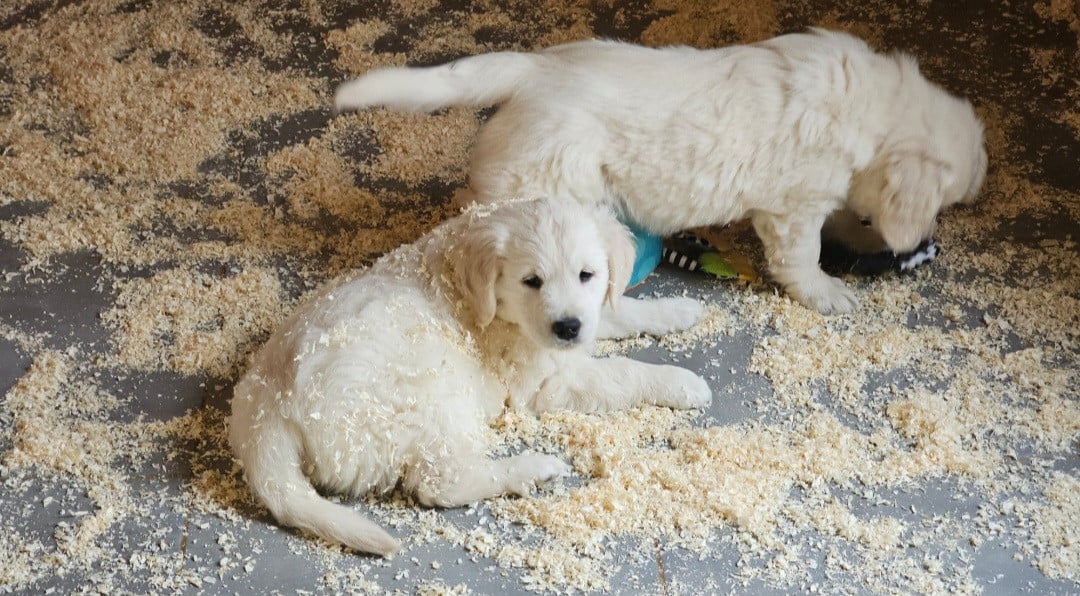 Golden Retriever - du Royaume de la Petite étoile