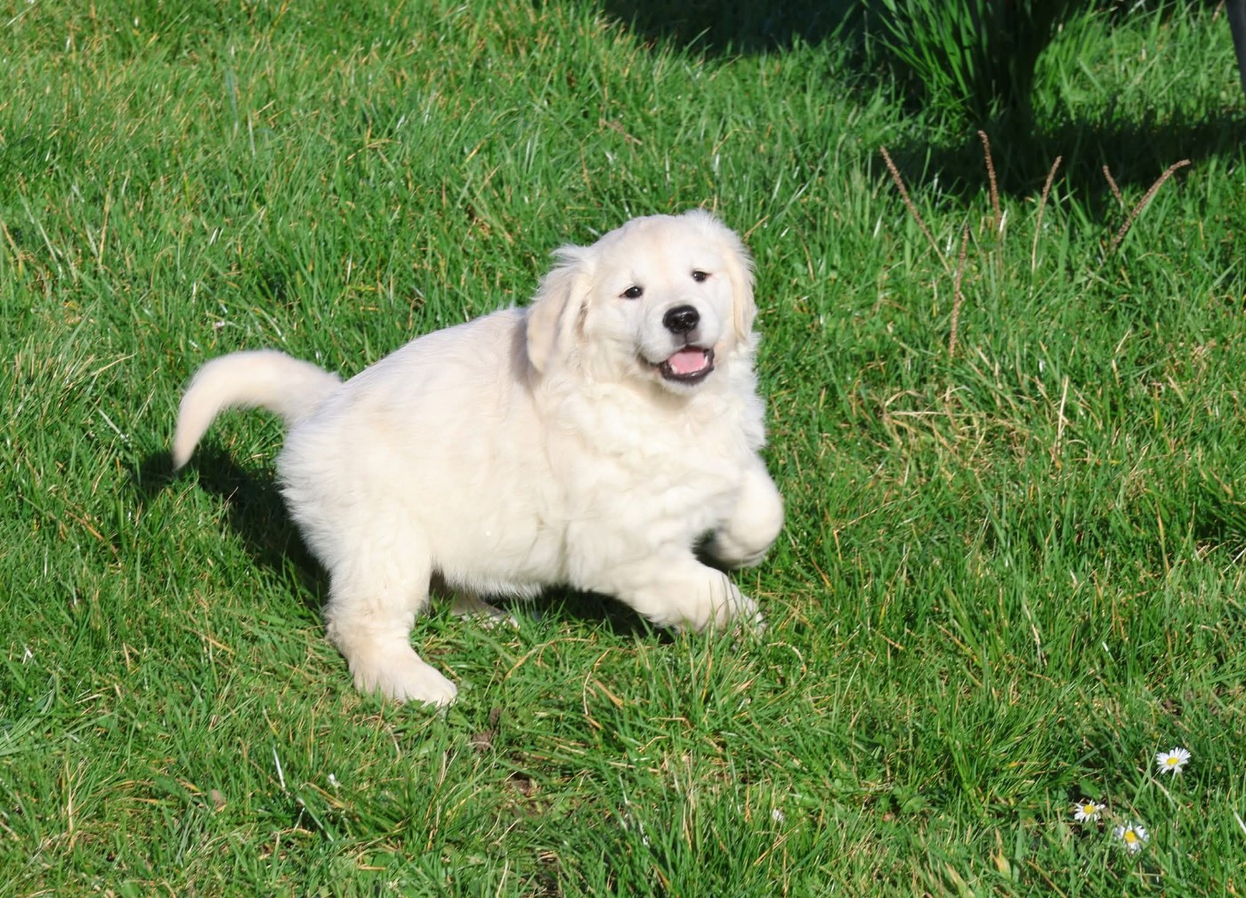 Chiot N°2 - Golden Retriever