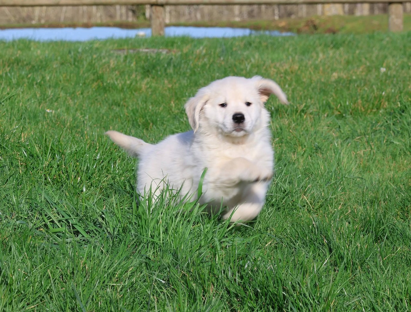 Chiot N°3 - Golden Retriever