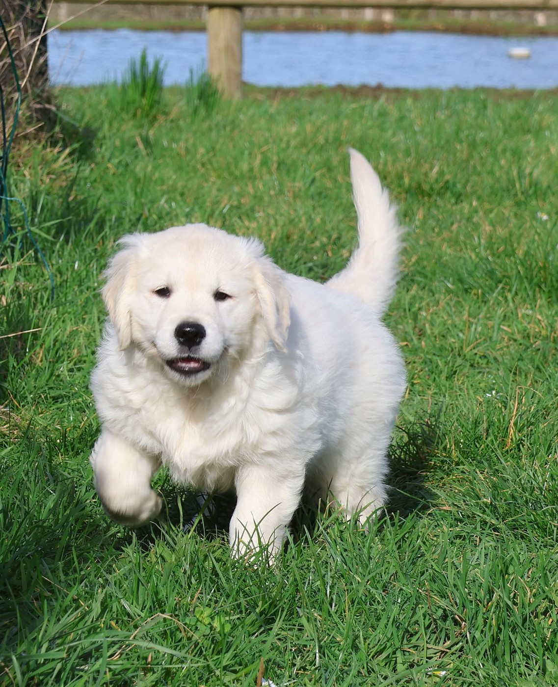 Chiot N°1 - Golden Retriever