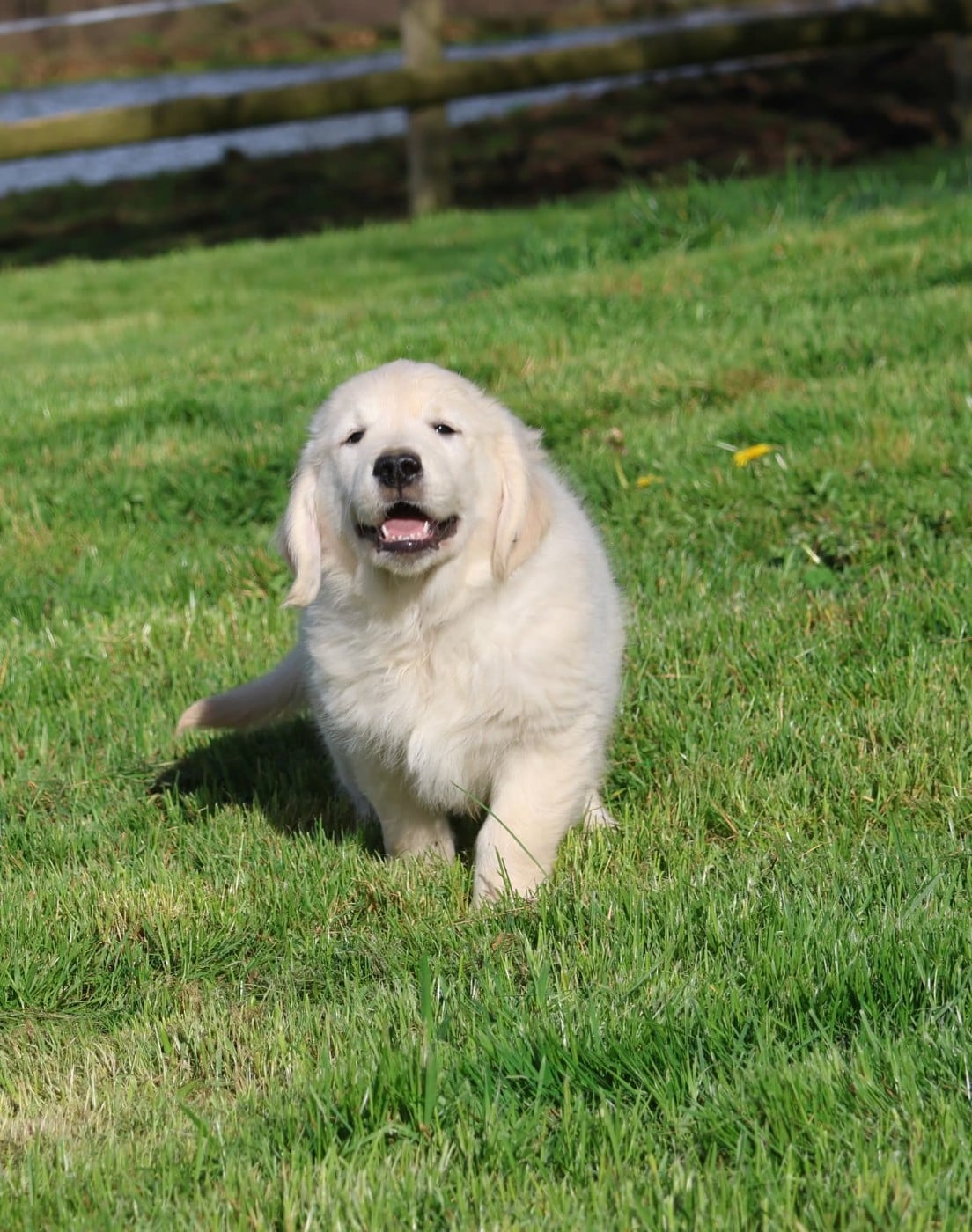 Golden Retriever - du Royaume de la Petite étoile