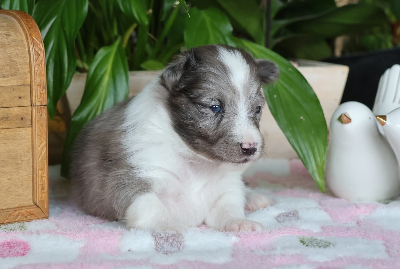 Shetland Sheepdog - du Royaume de la Petite étoile