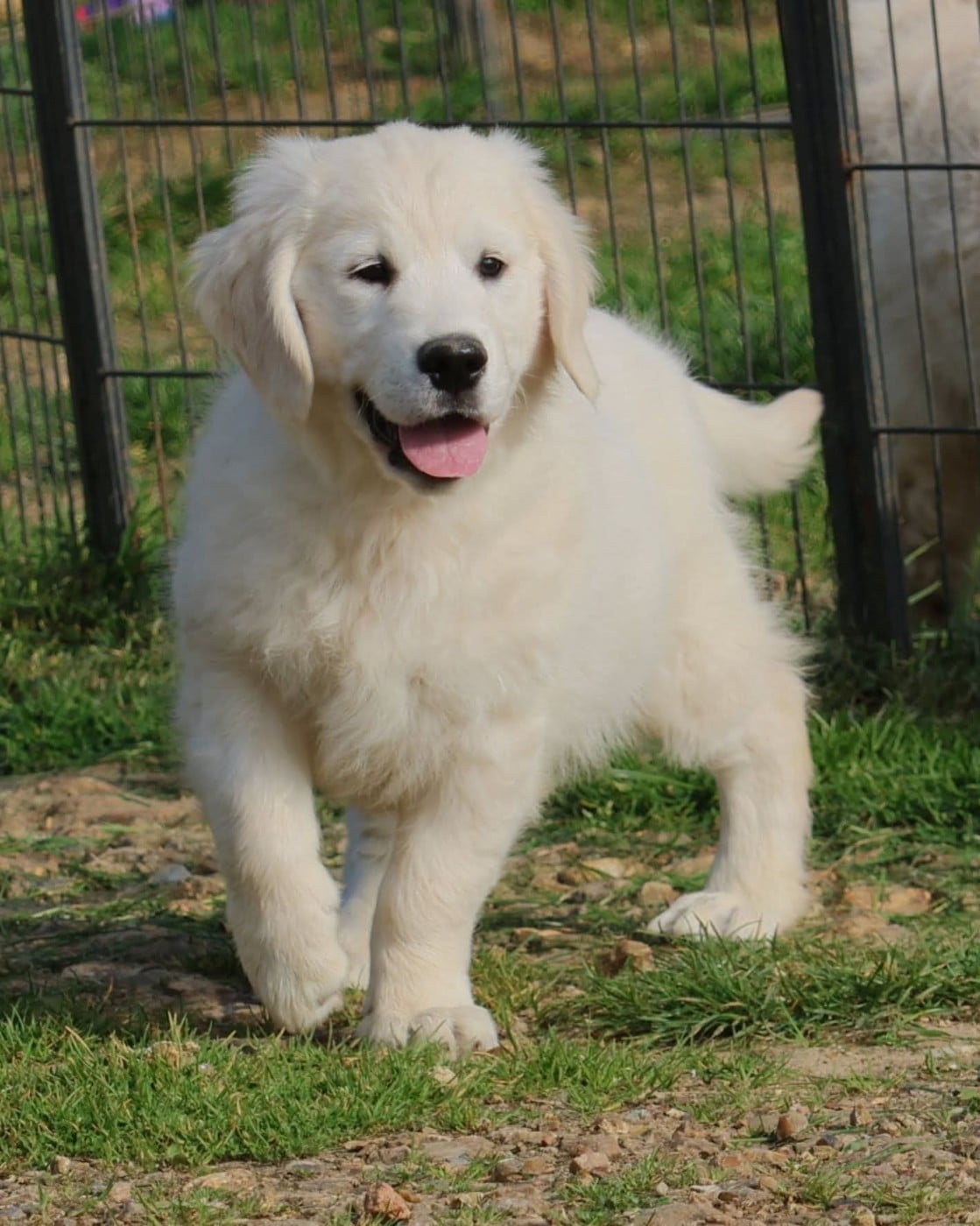 Golden Retriever - du Royaume de la Petite étoile