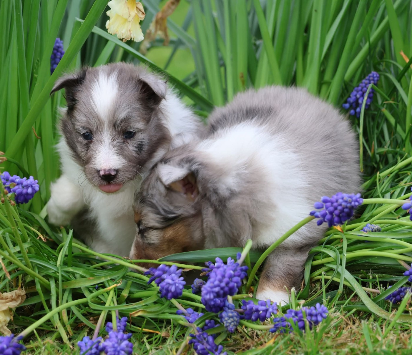Shetland Sheepdog - du Royaume de la Petite étoile