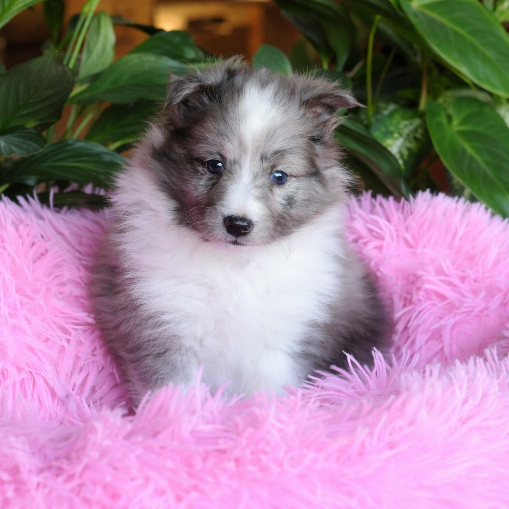 Shetland Sheepdog - du Royaume de la Petite étoile