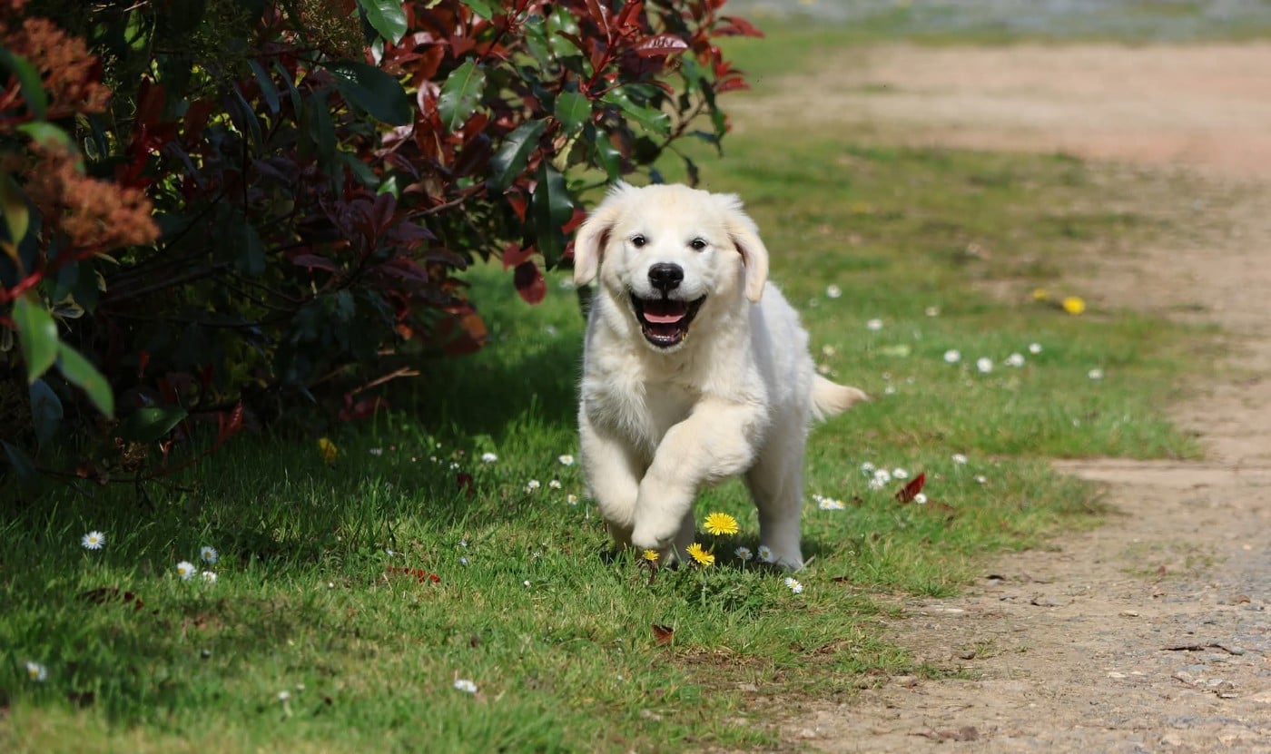Golden Retriever - du Royaume de la Petite étoile