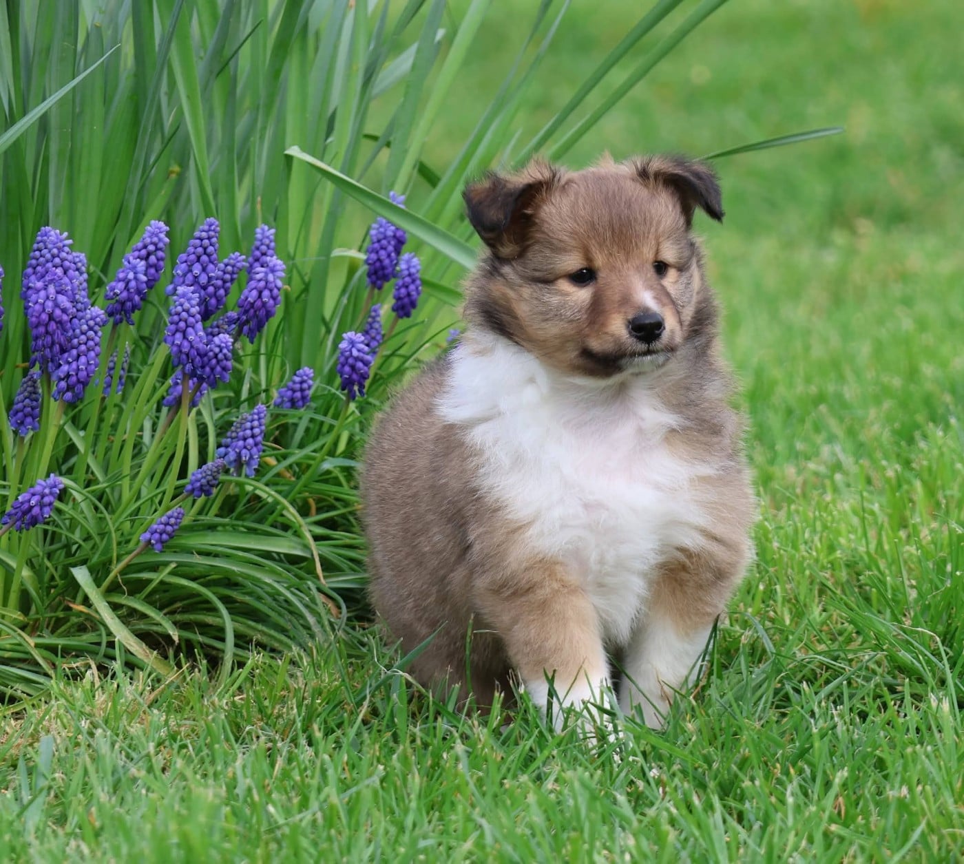 Shetland Sheepdog - du Royaume de la Petite étoile