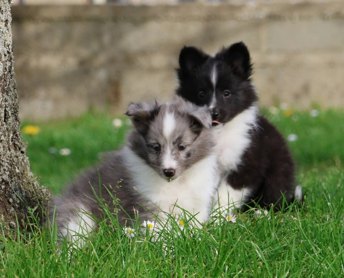 Shetland Sheepdog - du Royaume de la Petite étoile