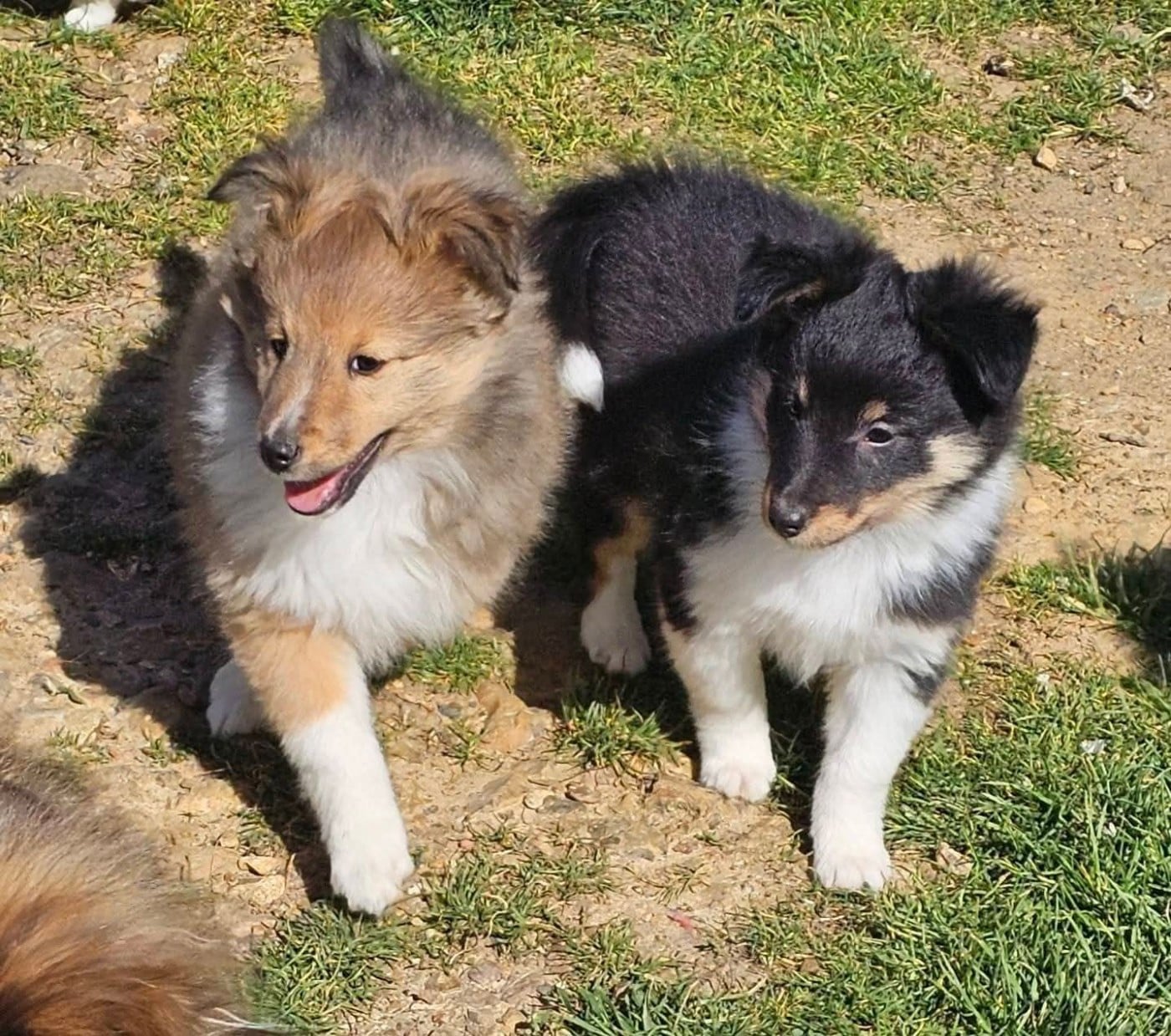 Shetland Sheepdog - du Royaume de la Petite étoile