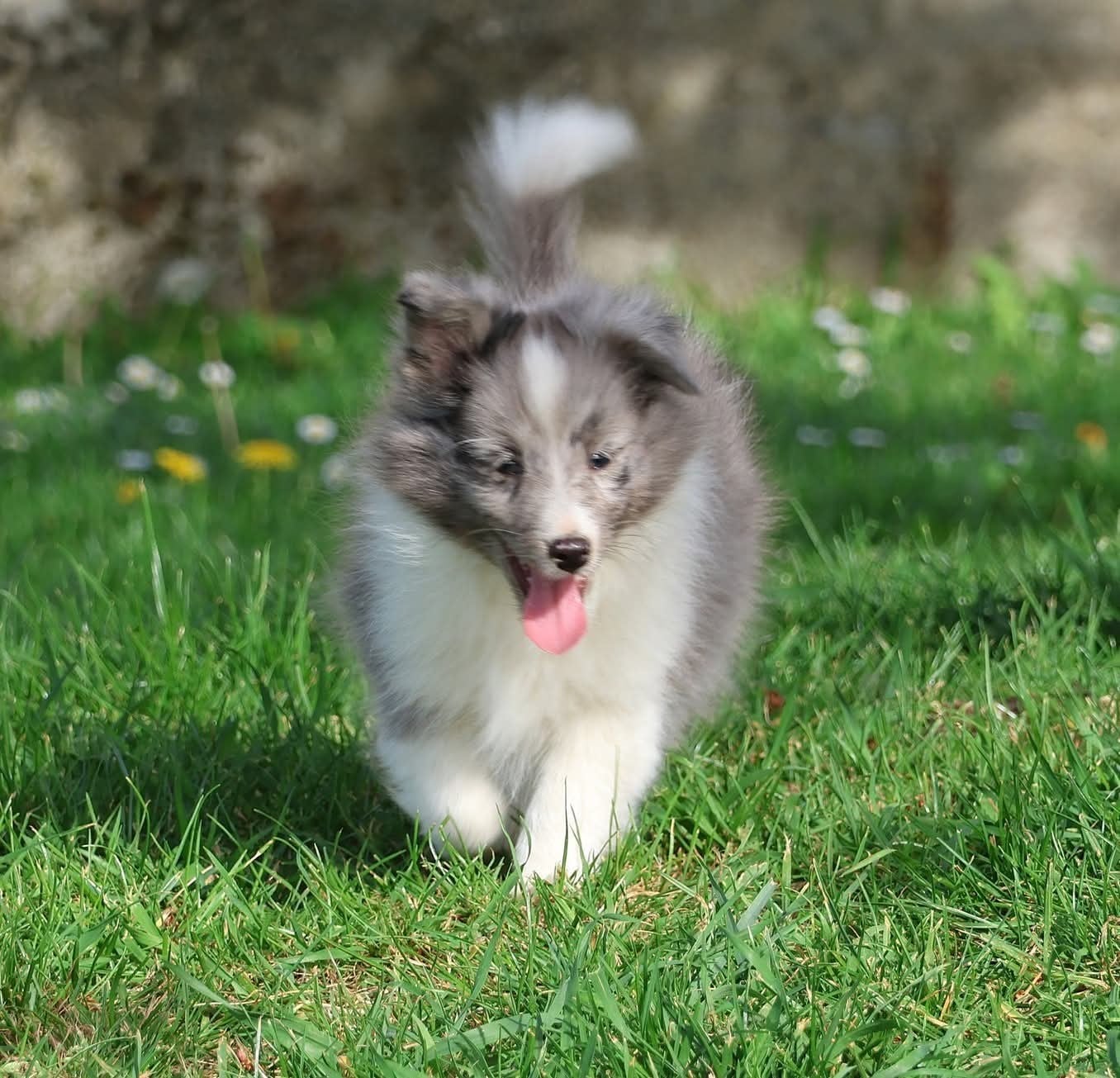 Shetland Sheepdog - du Royaume de la Petite étoile