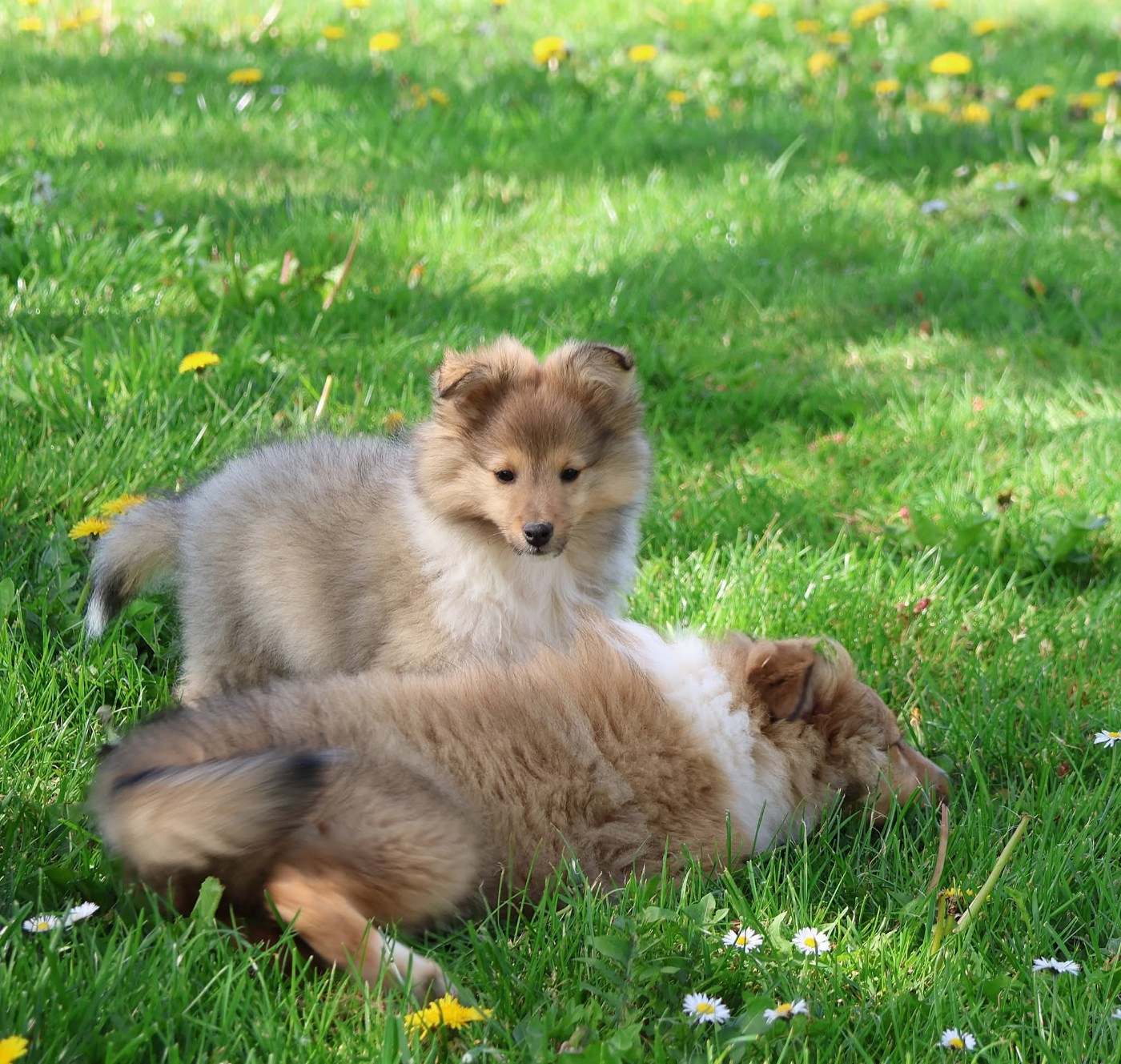 Shetland Sheepdog - du Royaume de la Petite étoile