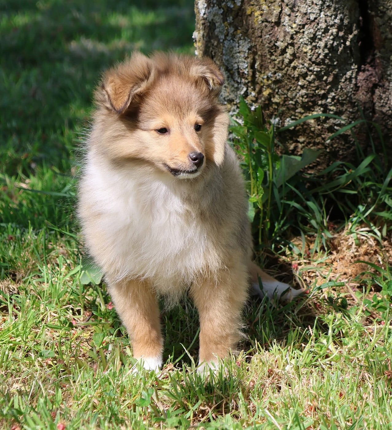 Shetland Sheepdog - du Royaume de la Petite étoile