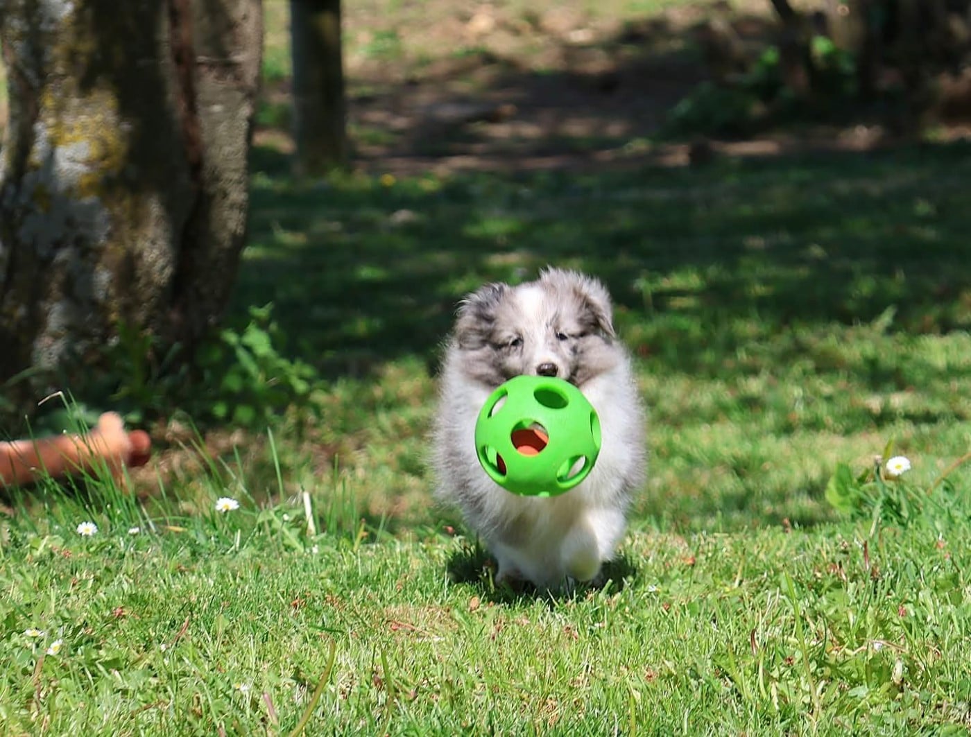 Shetland Sheepdog - du Royaume de la Petite étoile