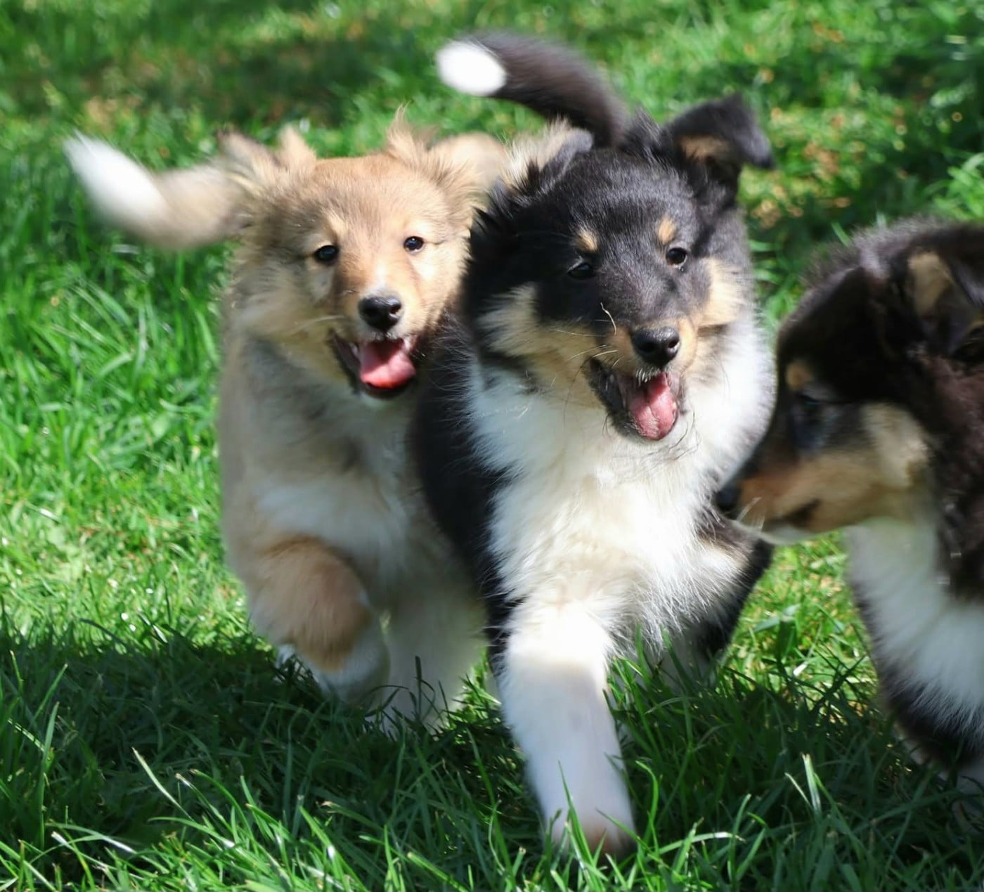 Shetland Sheepdog - du Royaume de la Petite étoile