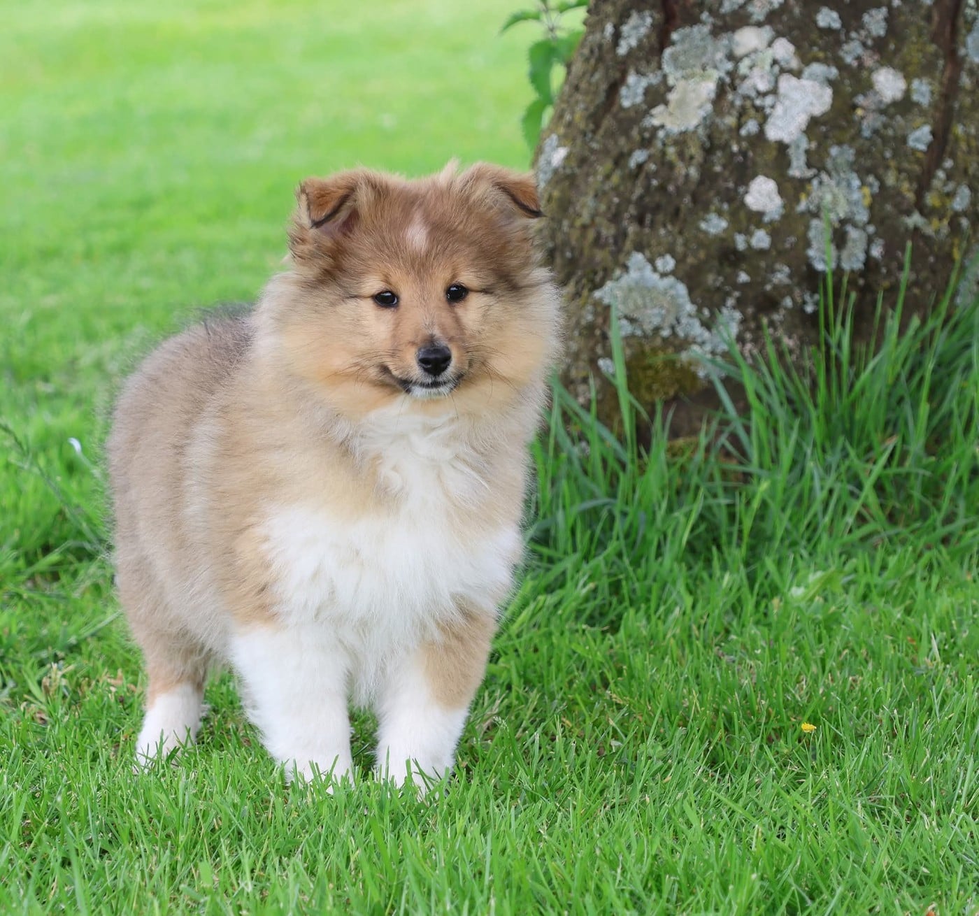 Shetland Sheepdog - du Royaume de la Petite étoile