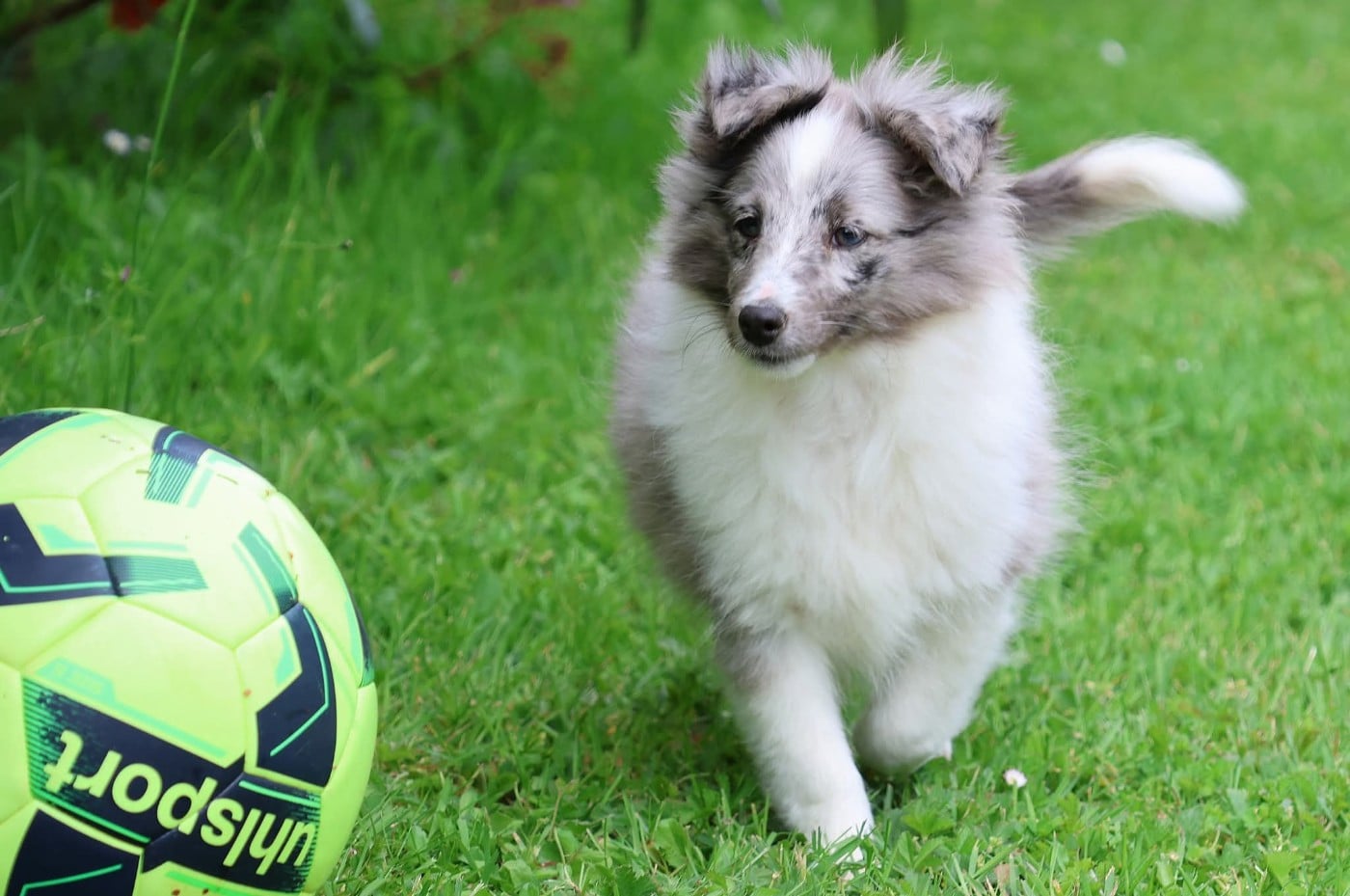 Chiot N°1