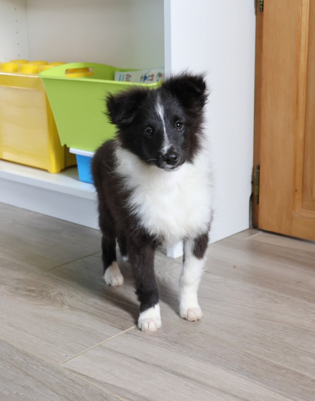 Chiot N°2