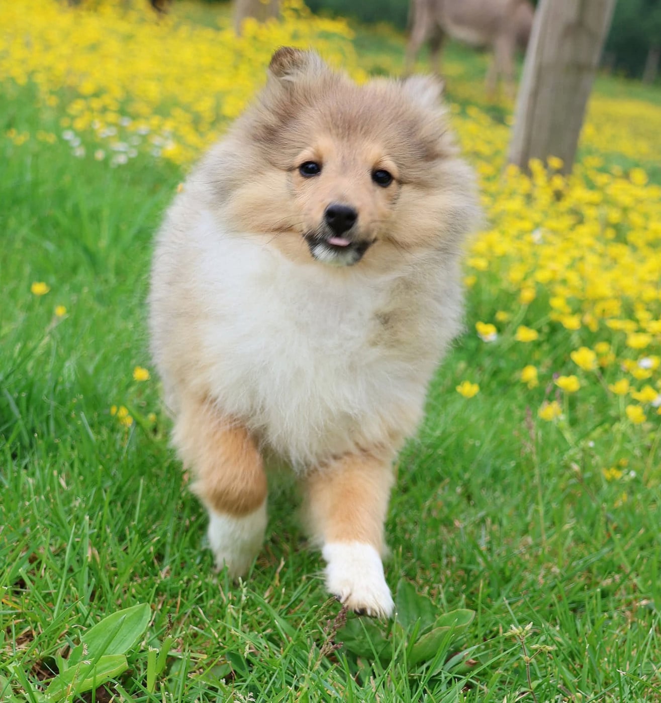 Chiot N°1 - Shetland Sheepdog