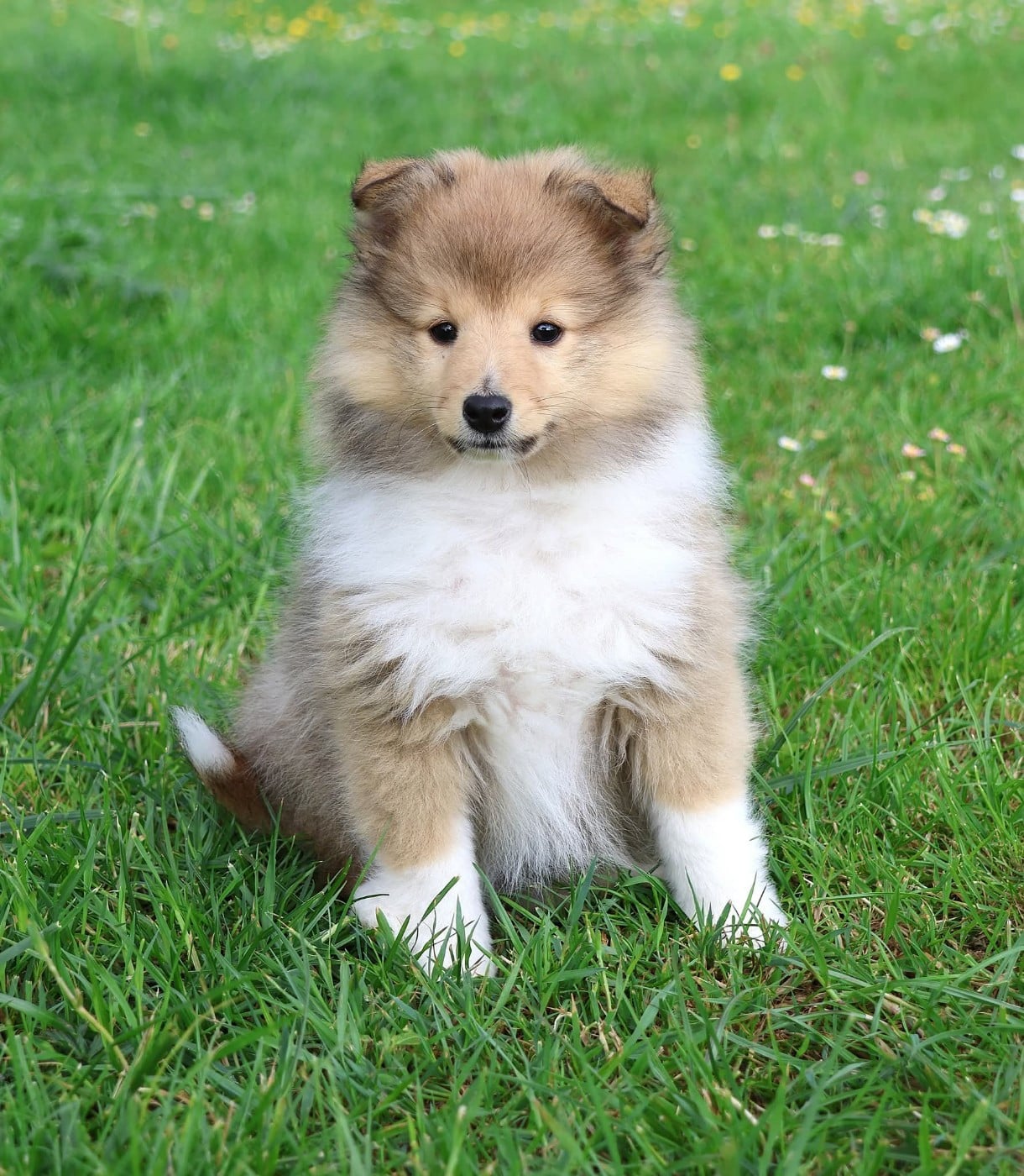 Shetland Sheepdog - du Royaume de la Petite étoile