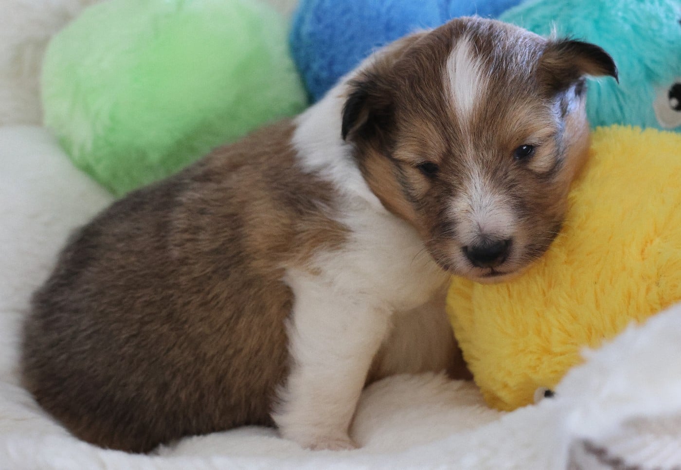 Chiot Shetland Sheepdog