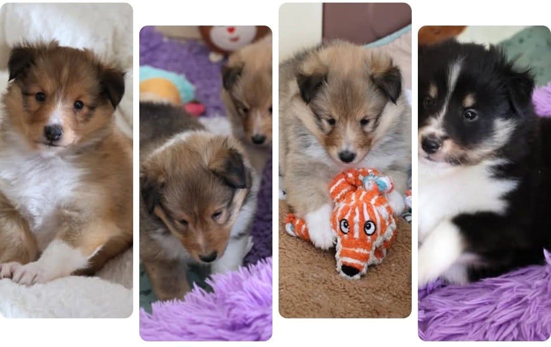 Shetland Sheepdog - du Royaume de la Petite étoile