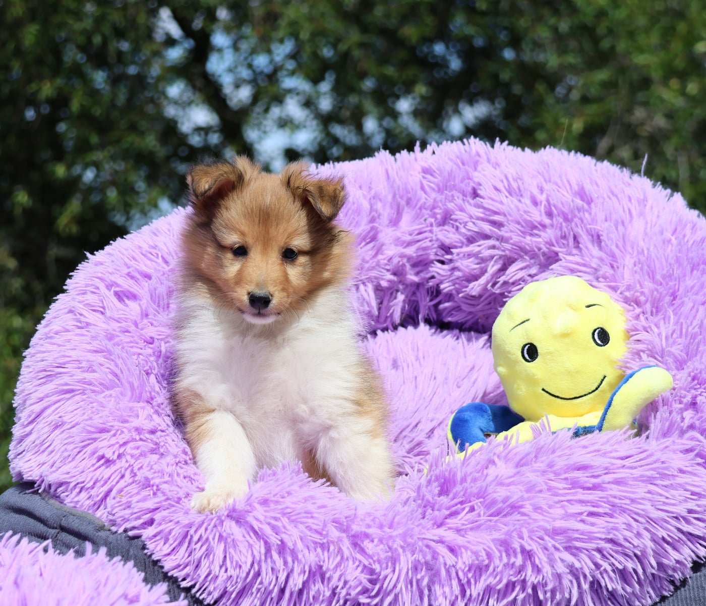 Chiot N°1 - Shetland Sheepdog