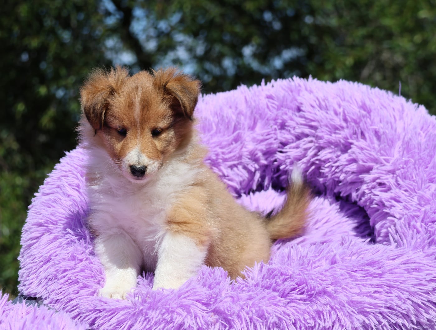 Chiot N°2 - Shetland Sheepdog