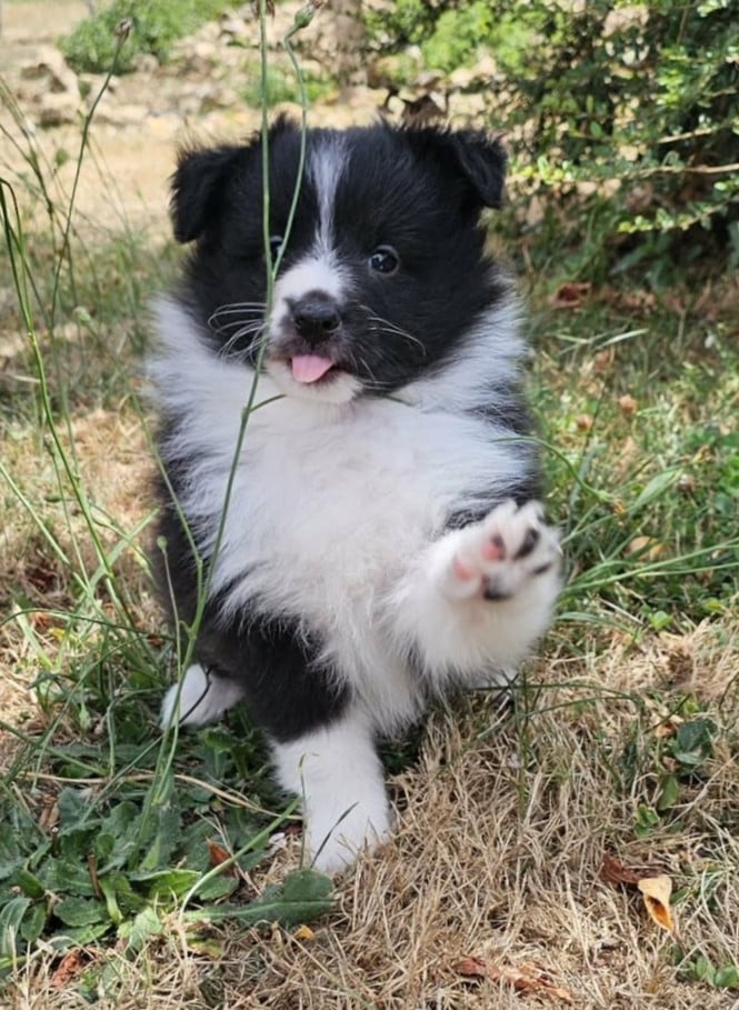 Chiot N°1 - Shetland Sheepdog