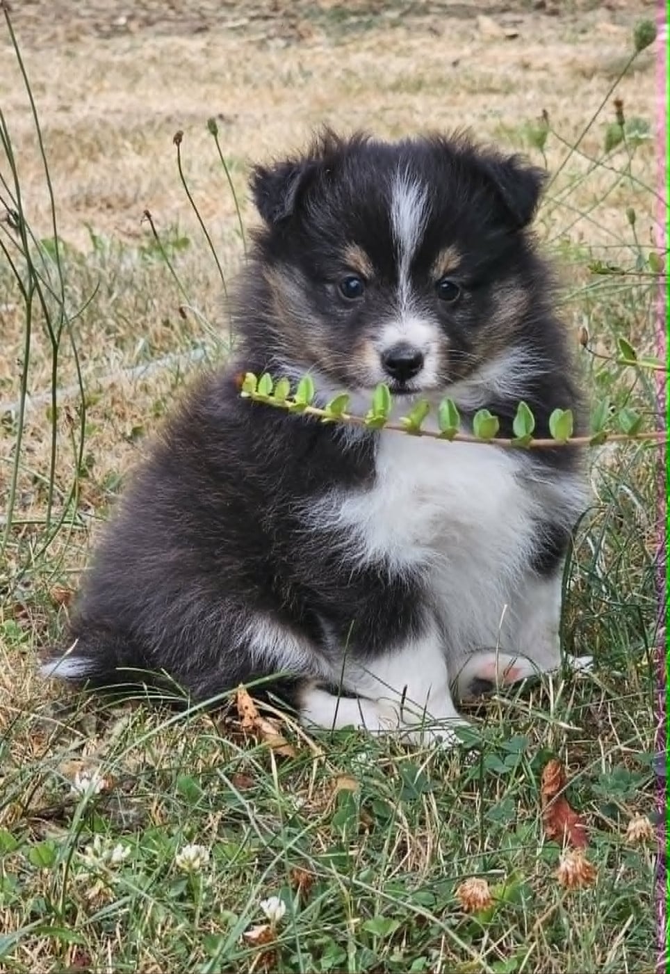 Chiot N°5 - Shetland Sheepdog