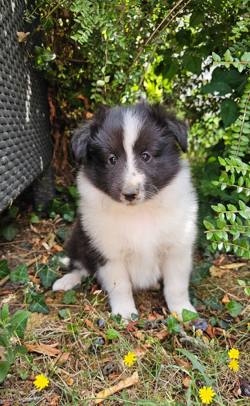 Shetland Sheepdog - du Royaume de la Petite étoile