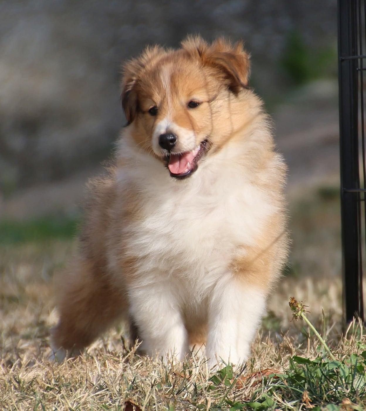 Shetland Sheepdog - du Royaume de la Petite étoile