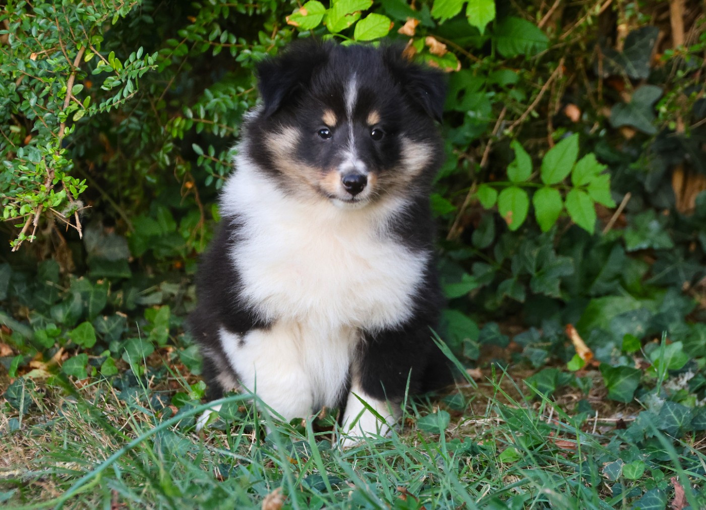 Shetland Sheepdog - du Royaume de la Petite étoile