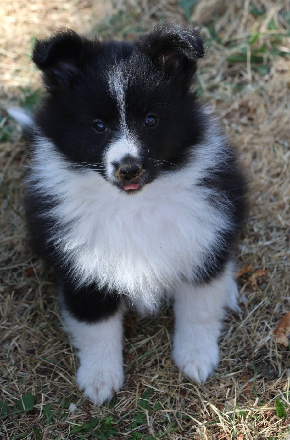 Shetland Sheepdog - du Royaume de la Petite étoile