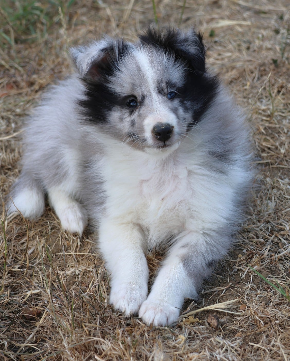 Shetland Sheepdog - du Royaume de la Petite étoile