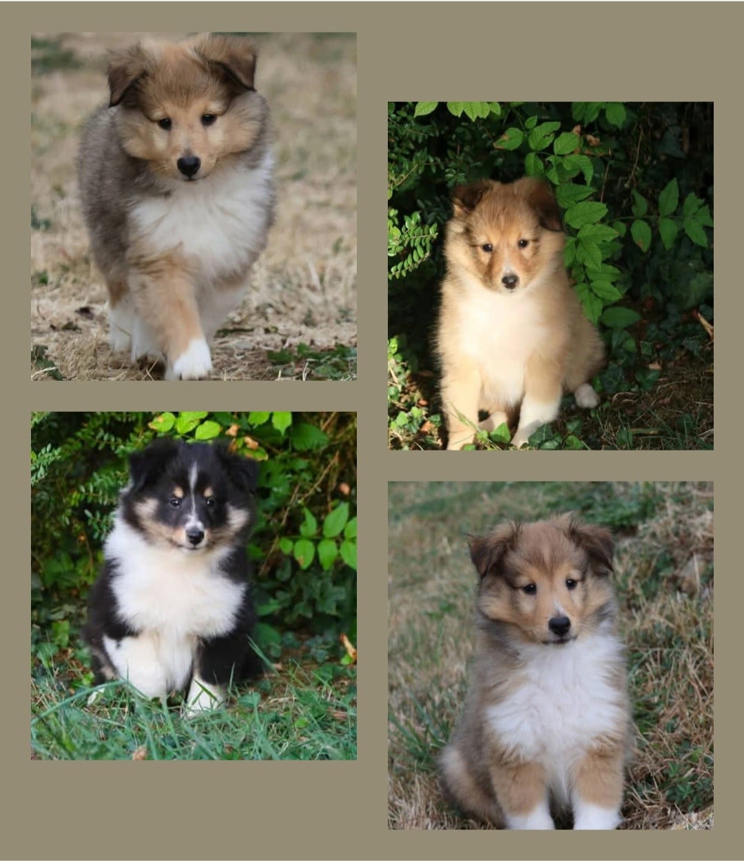 Shetland Sheepdog - du Royaume de la Petite étoile