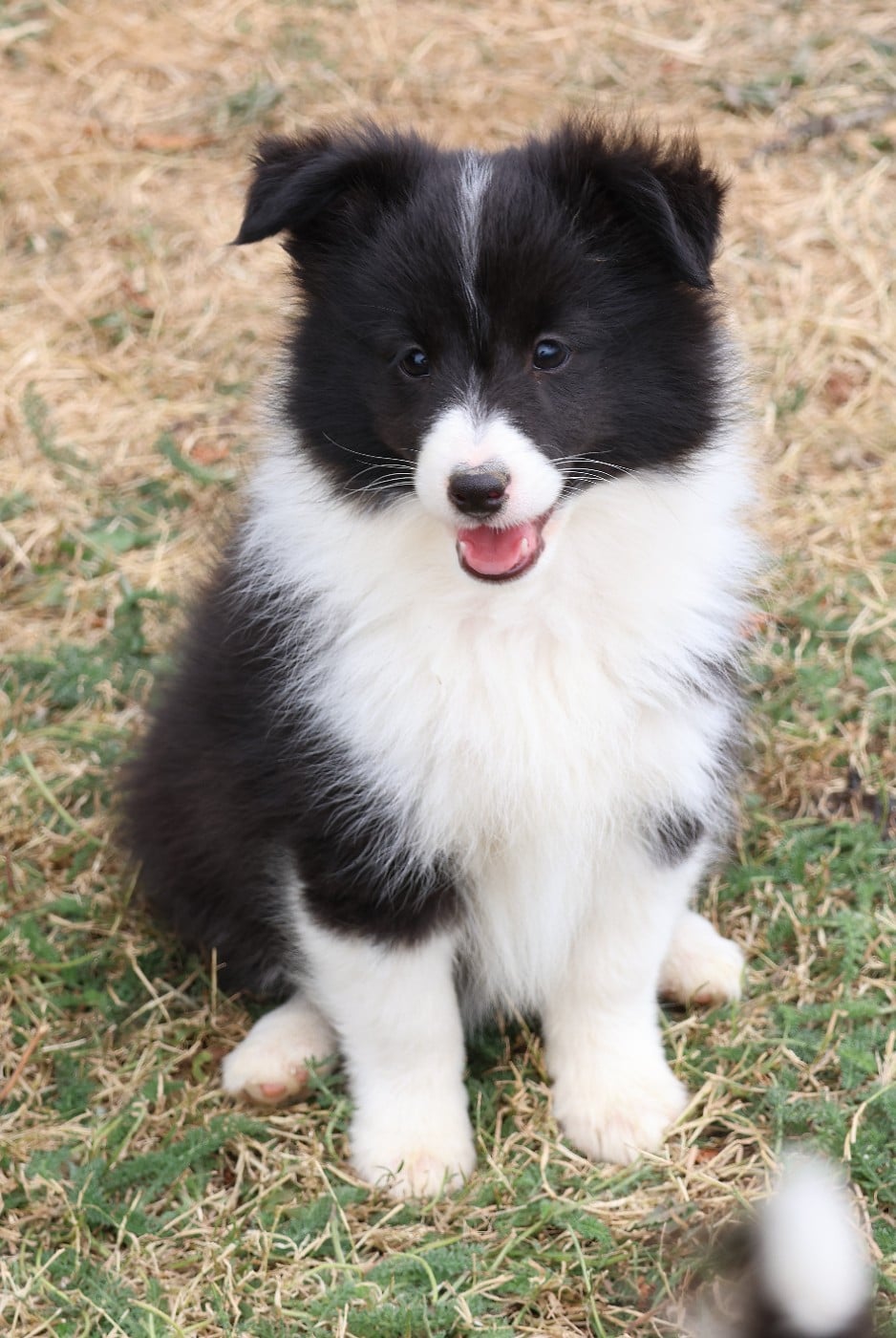 Shetland Sheepdog - du Royaume de la Petite étoile