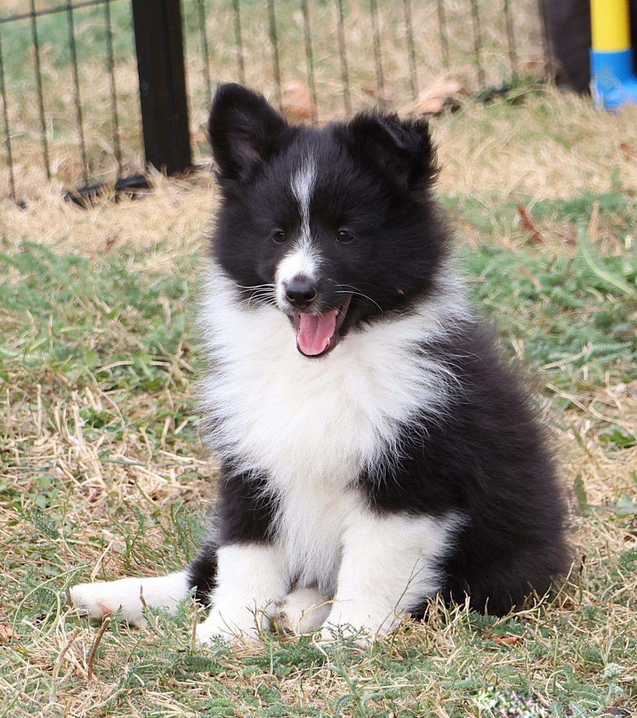 Shetland Sheepdog - du Royaume de la Petite étoile