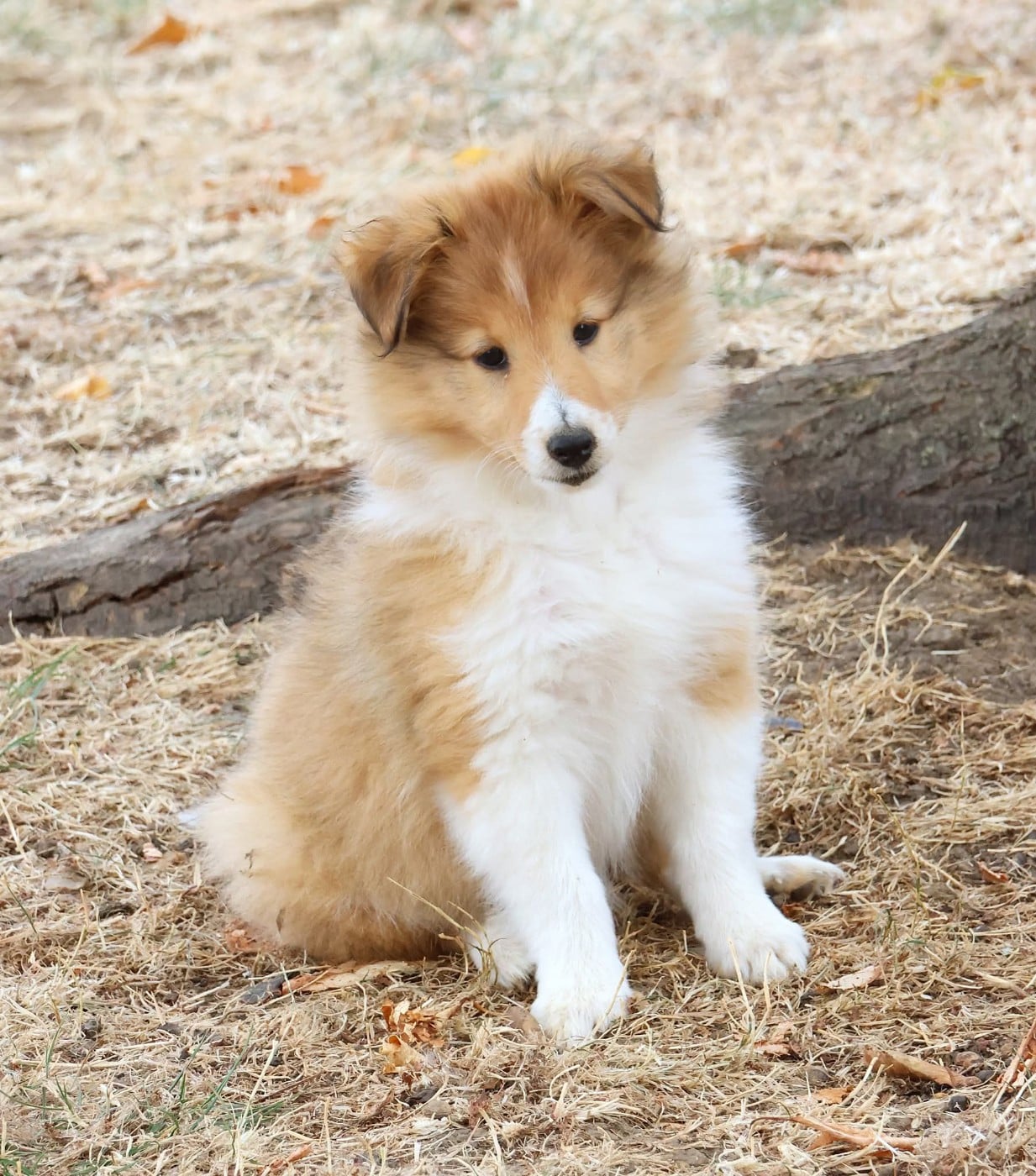 Shetland Sheepdog - du Royaume de la Petite étoile