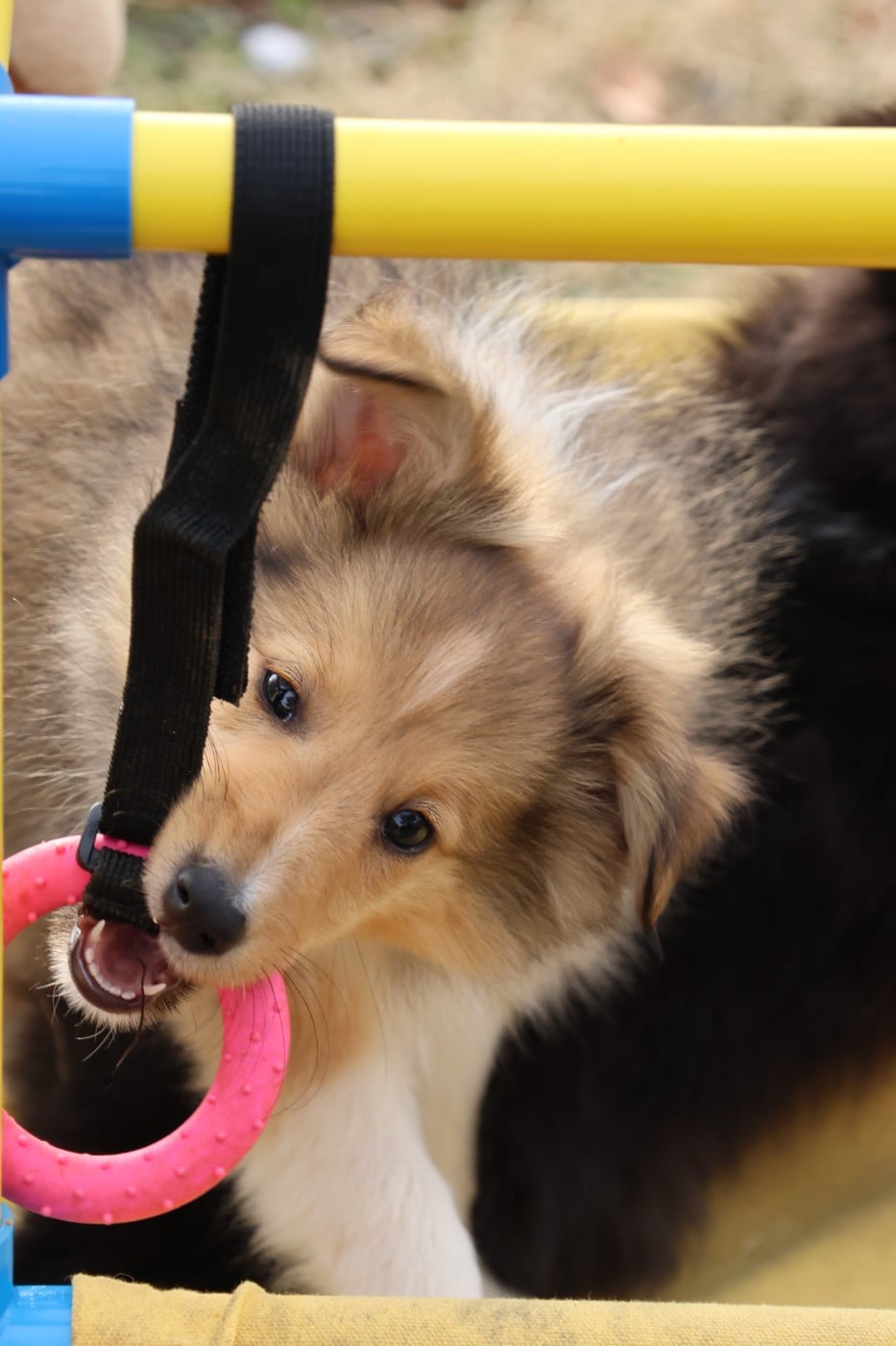 Chiot Shetland Sheepdog