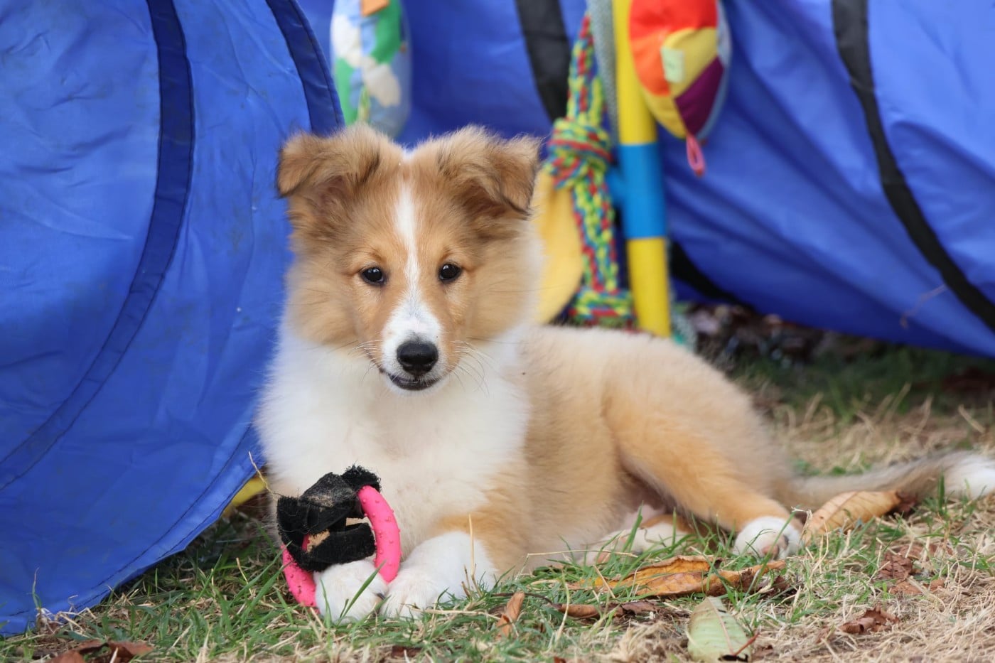 Shetland Sheepdog - du Royaume de la Petite étoile