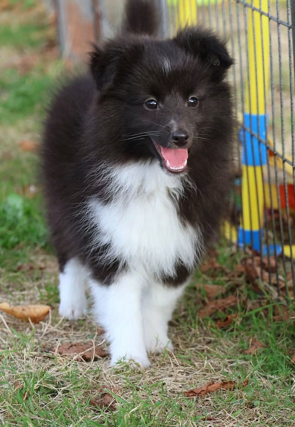 Shetland Sheepdog - du Royaume de la Petite étoile
