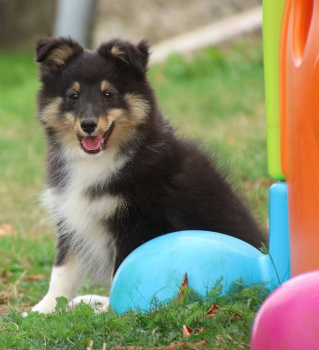 Shetland Sheepdog - du Royaume de la Petite étoile