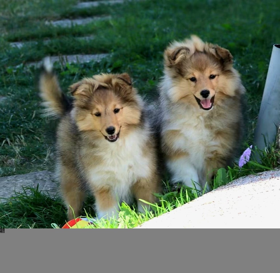 Shetland Sheepdog - du Royaume de la Petite étoile
