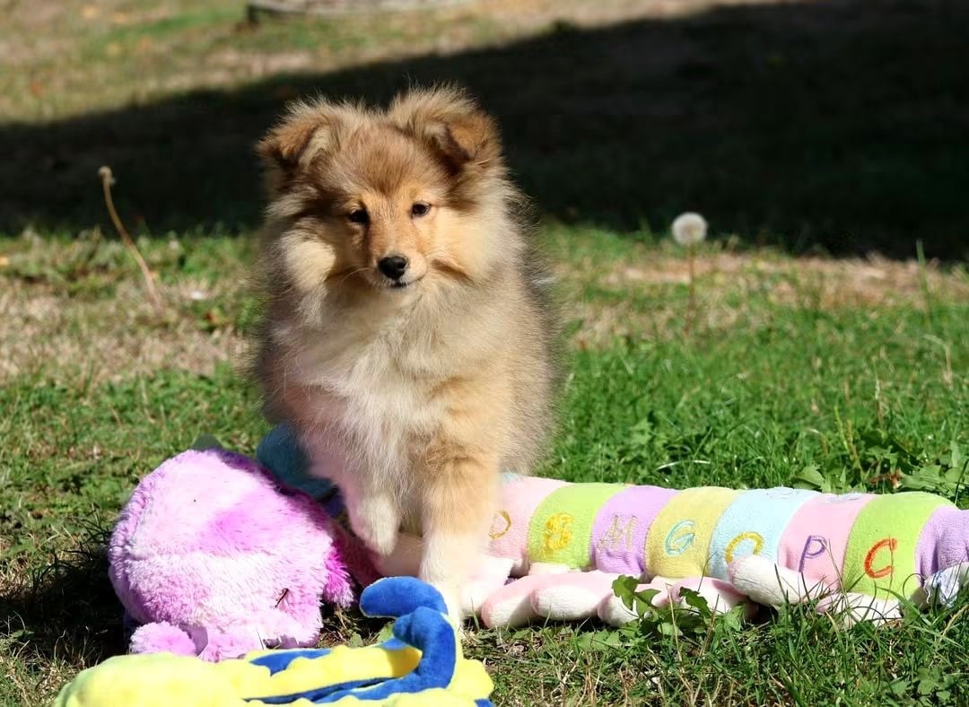 Chiot N°4 - Shetland Sheepdog