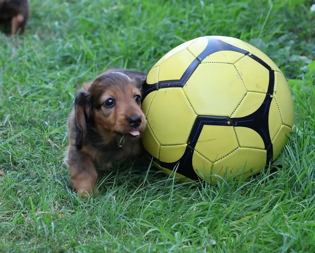 Chiot N°1